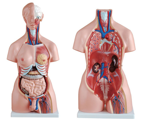 ネット特売中 女性内臓模型(15パーツ)42cm 人体解剖模型
