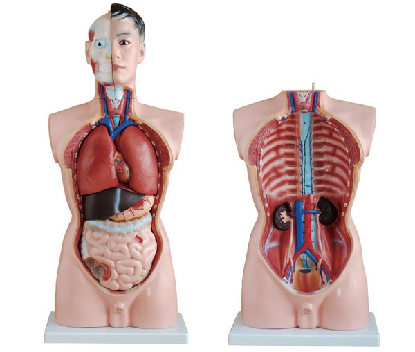 高级人体解剖医学模型_上海津堰医疗设备有限公司[官网]