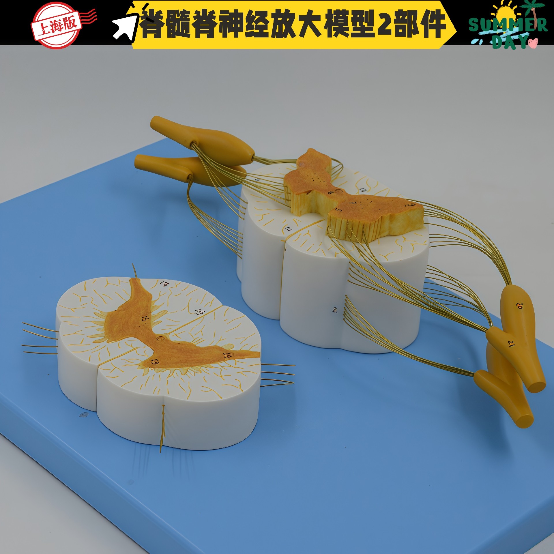 脊髓2.jpg