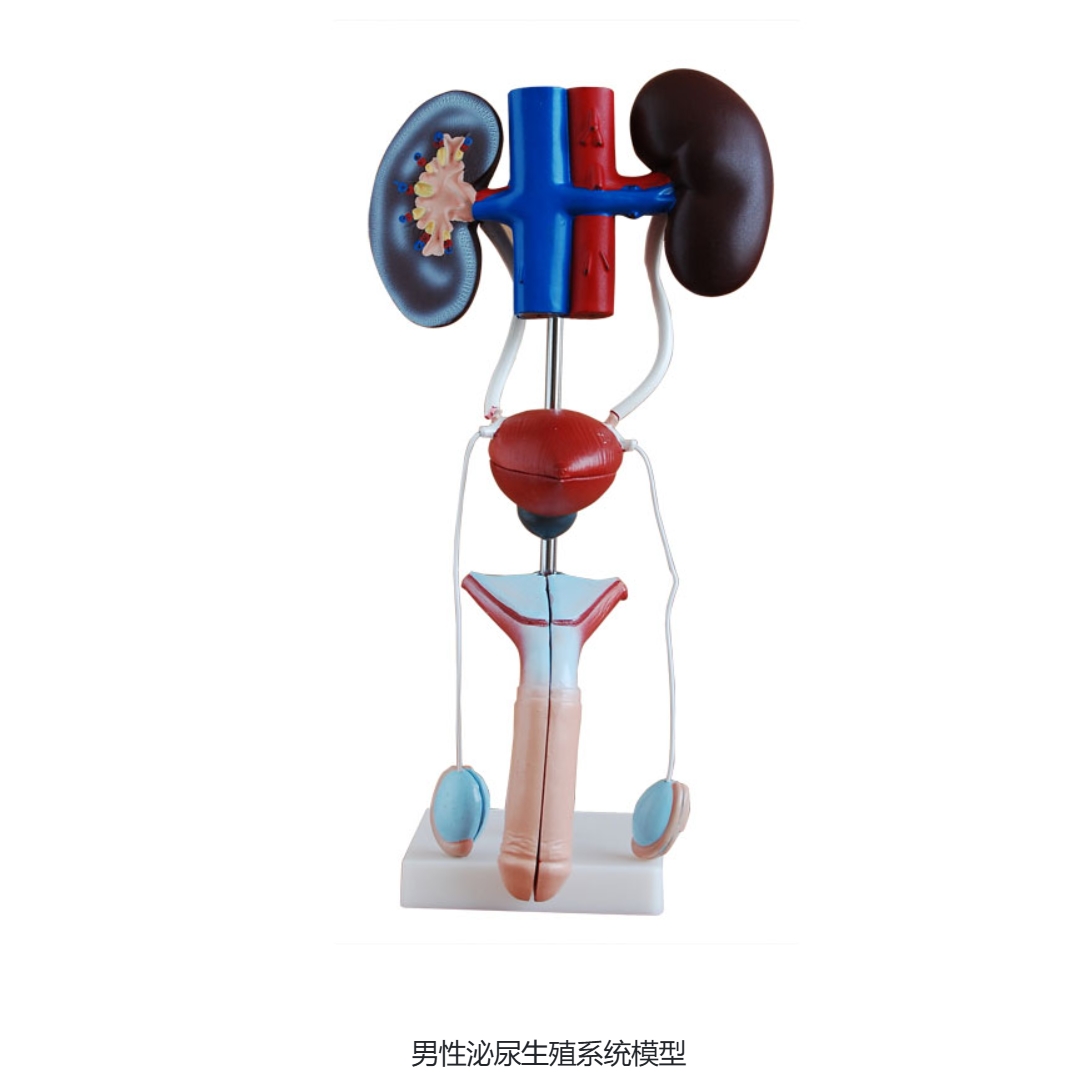 男性泌尿立体.png